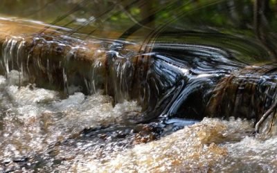 UNBIO exige a la PROFEPA actuar de inmediato ante el derrame de hidrocarburos en el Río Pantepec