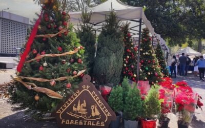 Árboles de Navidad sustentables, una propuesta de comunidades rurales