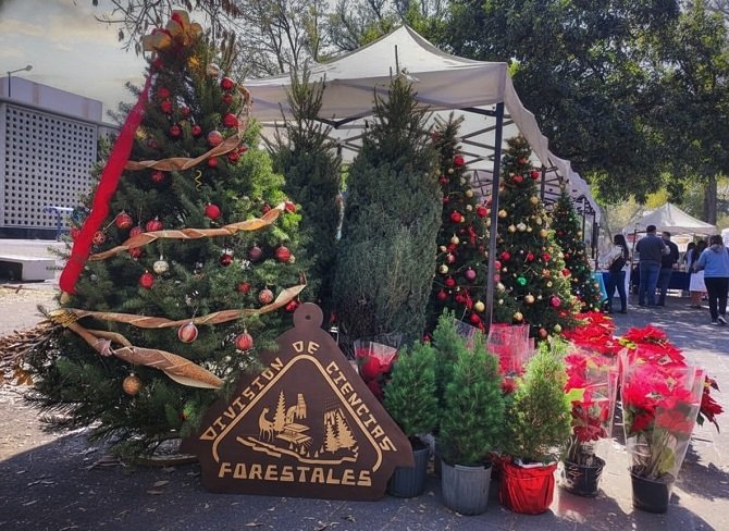 Árboles de Navidad sustentables, una propuesta de comunidades rurales