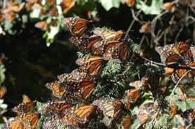Inicia temporada de hibernación de la Mariposa Monarca