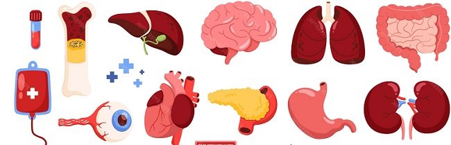 Proponen campañas que impulsen la concientización en la donación de órganos, tejidos y células