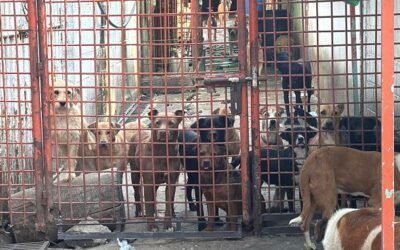 REFORMAS PARA REGULAR ALBERGUES ANIMALES EN LA CAPITAL SERÁN BAJO CONSULTA Y CONSENSO, ASEGURA BRUGADA