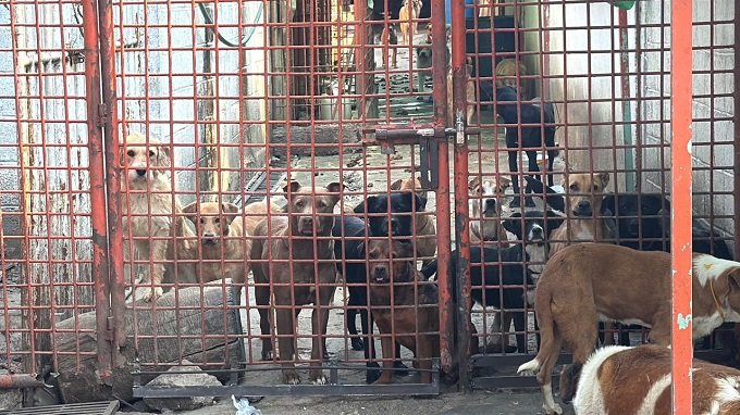 REFORMAS PARA REGULAR ALBERGUES ANIMALES EN LA CAPITAL SERÁN BAJO CONSULTA Y CONSENSO, ASEGURA BRUGADA