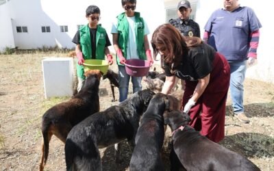 VISITA BRUGADA A 304 PERROS DE LOS MÁS DE 900 ANIMALES RESCATADOS DEL REFUGIO FRANCISCANO