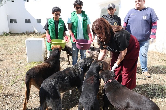 VISITA BRUGADA A 304 PERROS DE LOS MÁS DE 900 ANIMALES RESCATADOS DEL REFUGIO FRANCISCANO