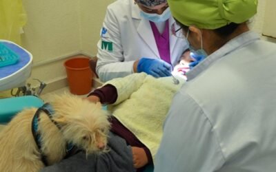 Con acompañamiento de lomitos Gobierno del EdoMéx disminuye estrés en niños y niñas durante tratamientos dentales