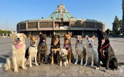 Realizan primera feria de adopción de “perritos peregrinos” en la CDMX