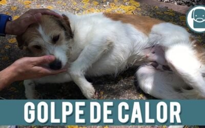 Primavera segura: cómo prevenir golpes de calor en perros y gatos