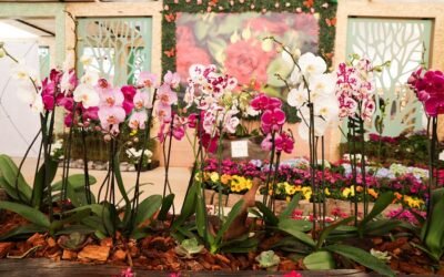 FESTIVAL DE LAS FLORES DE PRIMAVERA, DEJARÁ DERRAMA ECONÓMICA CERCANA AL MILLÓN DE PESOS