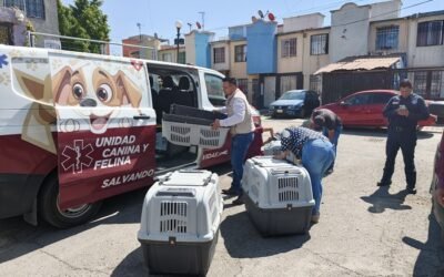 Rescatan a 12 perritos en Acolman