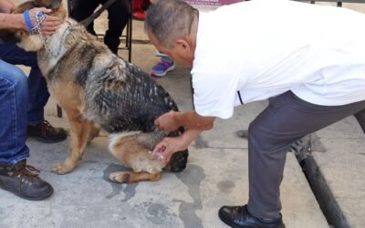 Autoridades mexiquenses piden a dueños de mascotas a participar en la Semana Nacional de Vacunación Antirrábica Canina y Felina 2026