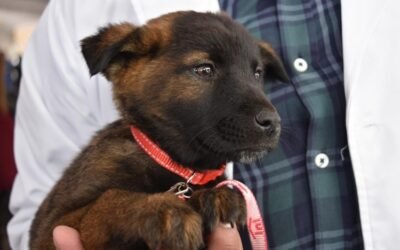 Gobierno mexiquense y municipios protegen derechos de seres sintientes en la “Capital Mundial del Bienestar Animal”