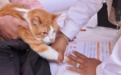 La nueva Ley de Bienestar Animal del EdoMéx, pionera a nivel nacional, contempla la integración de un Registro Único de Animales de Compañía