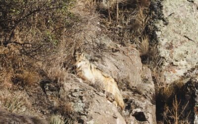 Profepa colabora en la liberación de tres lobos mexicanos en Ciudad Juárez