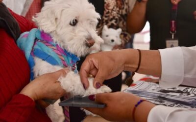 Buscan autoridades mexiquenses implementar el Registro Único de mascotas, Padrón de Asociaciones y Consejo Ciudadano