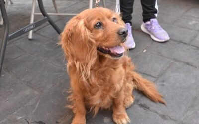 EdoMéx realizará servicios veterinarios gratuitos a familias de La Paz