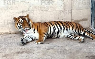 FGR ASEGURA EN CATEO TRES TIGRES DE BENGALA, 32 EQUINOS Y OTROS ANIMALES