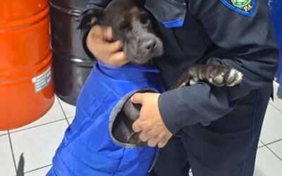 «PATOTAS» PERRITA ATROPELLADA ES ADOPTADA POR PERSONAL DE LA POLICÍA AUXILIAR DE LA SSC