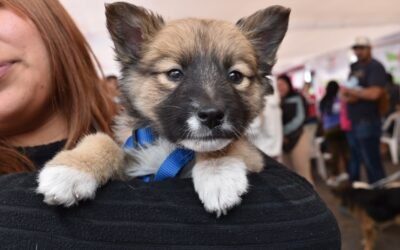Brinda Gobierno del EdoMéx más de 19 mil servicios veterinarios gratuitos con la Estrategia CERA