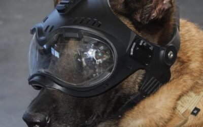 Marina reconoce la invaluable labor de sus binomios caninos en el Día Mundial del Perro