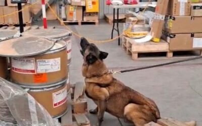 MAX IV, BINOMIO CANINO DEL AICM LOGRA DOS ASEGURAMIENTOS EN UN MISMO DÍA