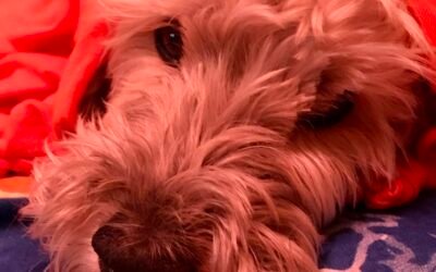 Estudiante del IPN desarrolla app con Inteligencia Artificial para el cuidado de mascotas