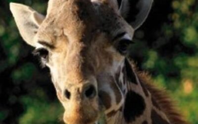 SEDEMA lamenta el fallecimiento de “Fortunata”, una de las jirafas más longevas